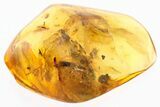 Fossil Dark-Winged Fungus Gnat and Thuja Twig in Baltic Amber #300687-1